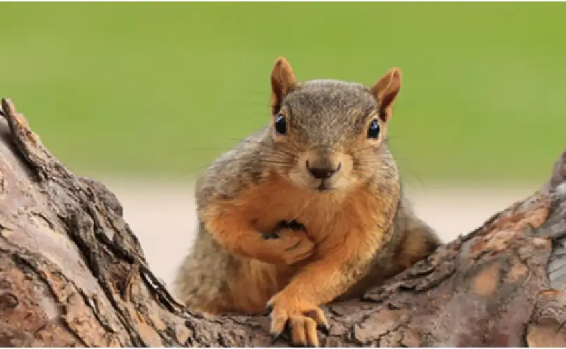 سنجاب صيني متخصص في سرقة السياح