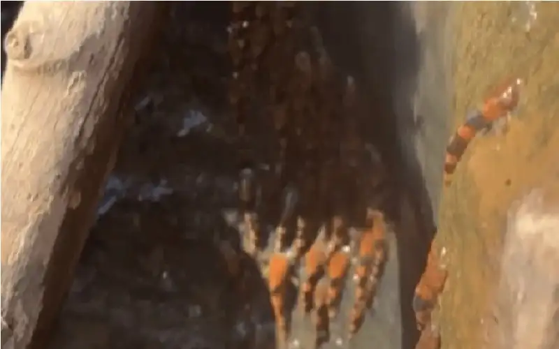 ظاهرة نادرة في البرازيل.. آلاف أسماك