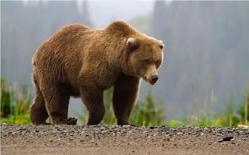 بعد معاناتها مع ورم خبيث.. حديقة