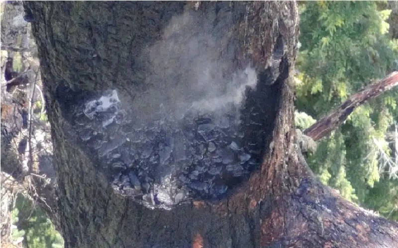 حريق يلتهم واحدة من أطول أشجار