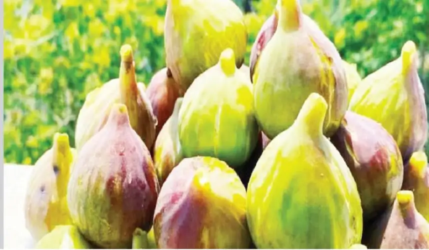 التين.. فاكهة الصيف ومخزون الشتاء