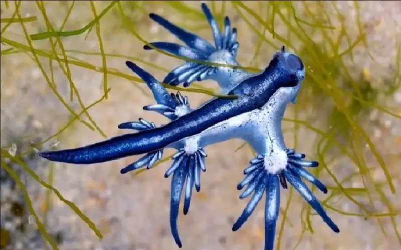 بعد ظهوره في إسبانيا.. التنين الأزرق