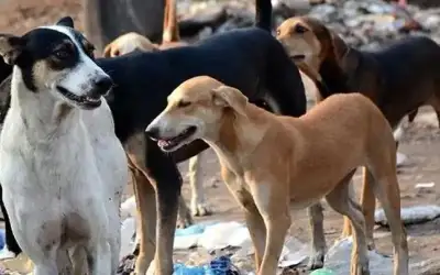 وزارة الصحة: تسجيل 5605 حالات عقر