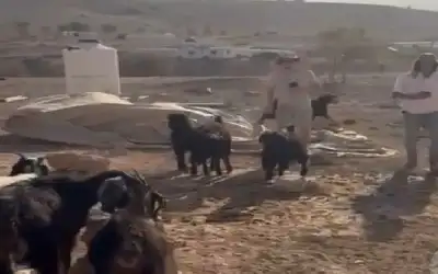 مستوطنون يقتحمون تجمع شلال العوجا