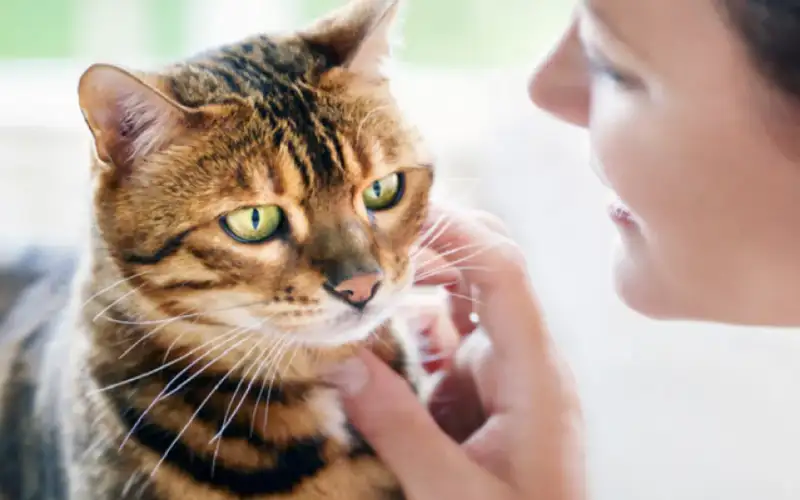 دراسة: مفتاح علاج السرطان البشري قد