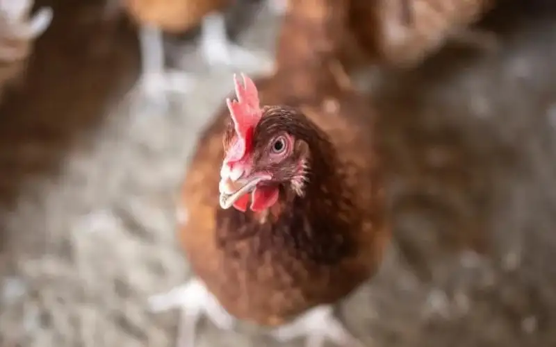 بريطانيا تؤكد تفشي السلالة (إتش5 إن1)