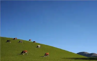 النمسا: قطيع أبقار يهاجم مسنا ويقتله