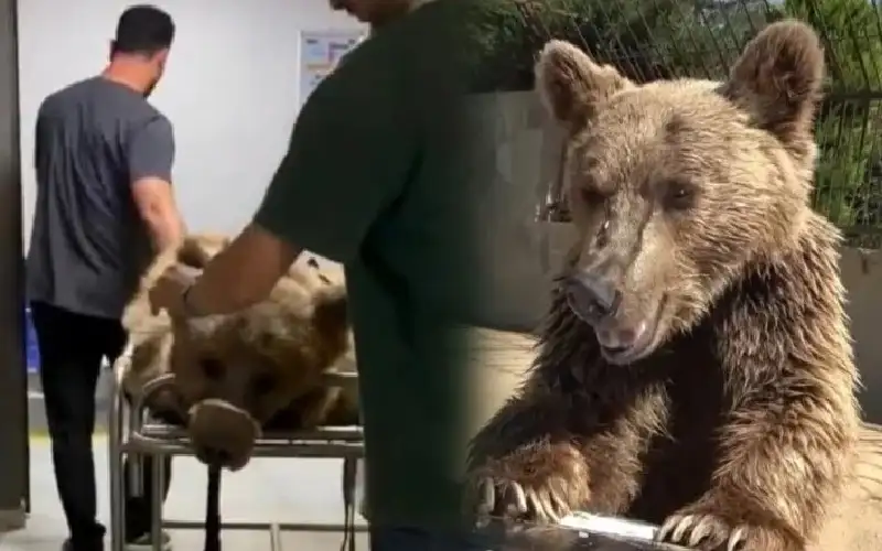 دب يدخل الطوارئ بسبب وعكة صحية