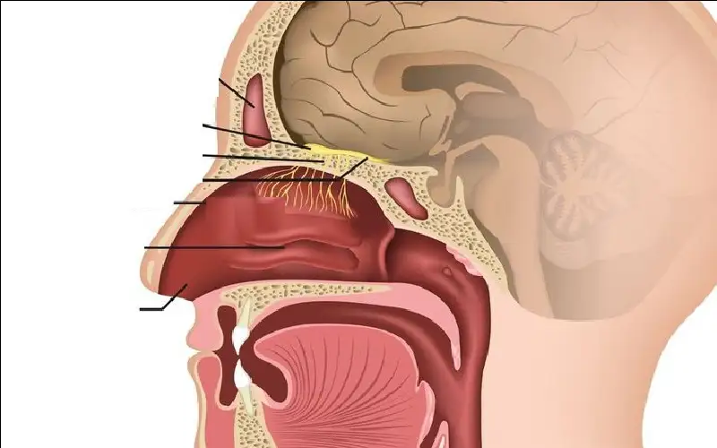 فقدان حاسة الشم علامة مبكرة للإصابة