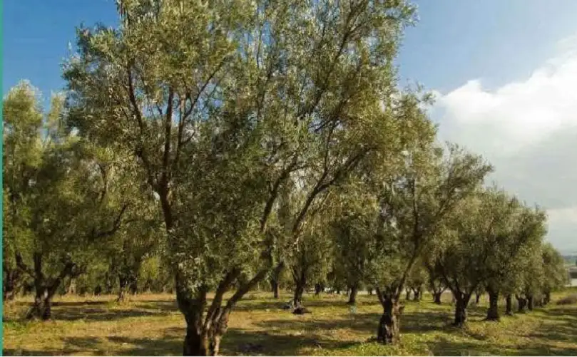 أيلول.. شهر الزيت في الزيتون بين