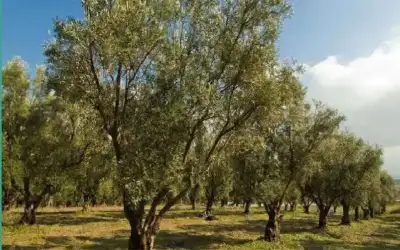 أيلول.. شهر الزيت في الزيتون بين