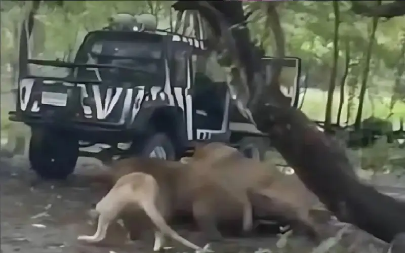 لم يذللها لنا الله تعالى.. فتقع