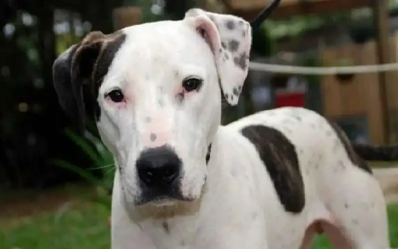 تزايد هجمات الكلاب.. ذهبت لزيارة صديقتها