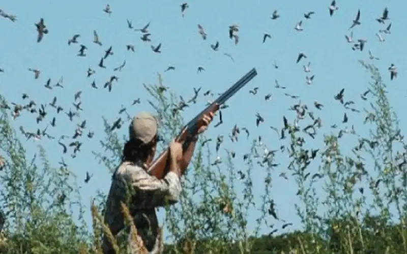 السماح بصيد 10 أنواع من الحمام