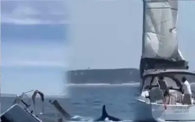 لحظات فزع.. قطيع حيتان يغرق قاربا