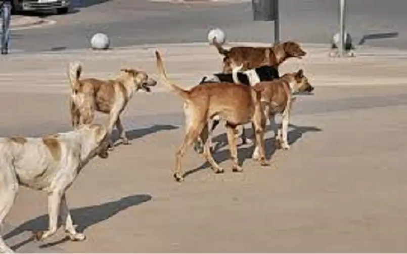 إصابة شاب بهجوم كلاب ضالة في