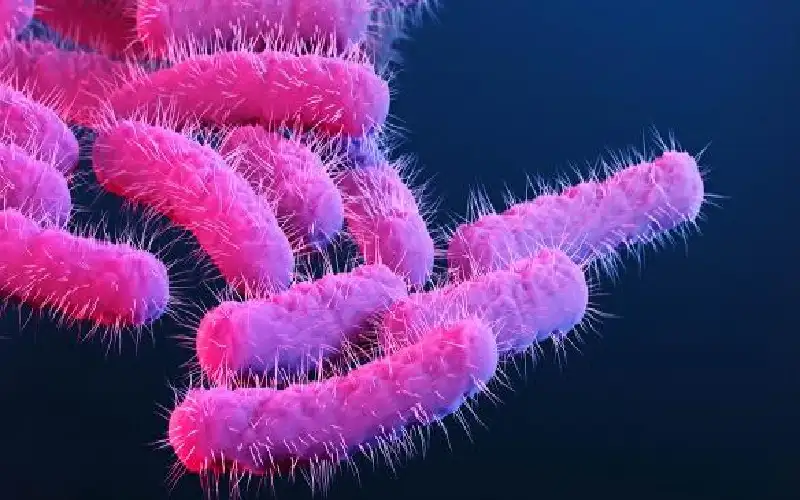 بعد إصابة 55 طالبا في إربد