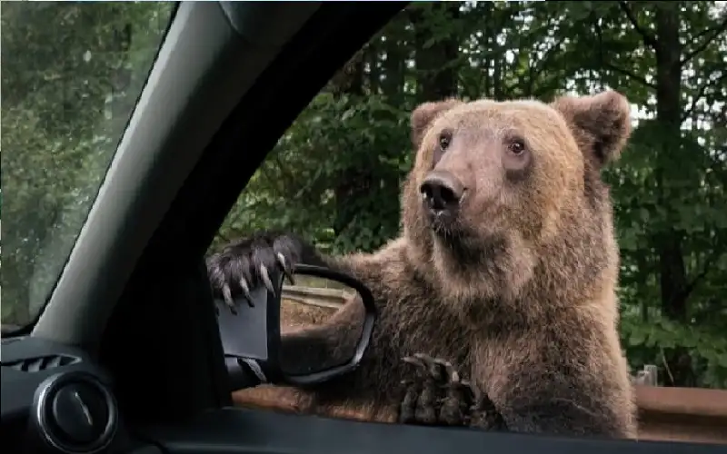 شاهد.. دبان يحبسان نفسهما داخل سيارة