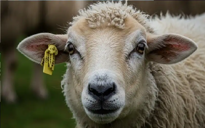 روسيا.. تعويض مالي لامرأة بعد وصفها