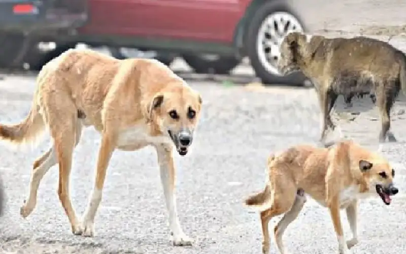 عقر طفل في الرمثا للمرة الثانية