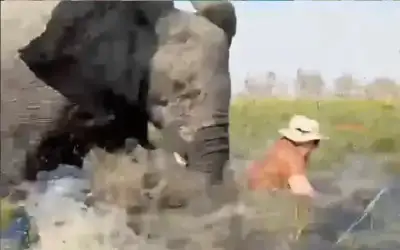 فيل يهاجم قاربا سياحيا ويطيح بركابه