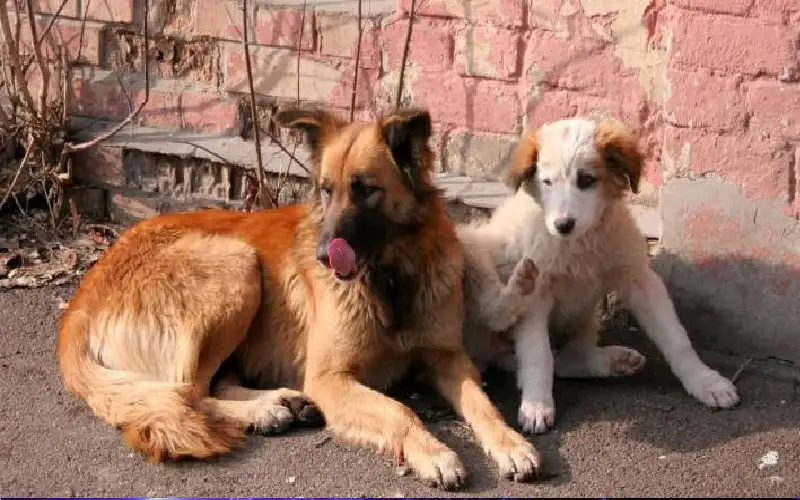 رؤساء بلديات يكشفون خطط مواجهة الكلاب