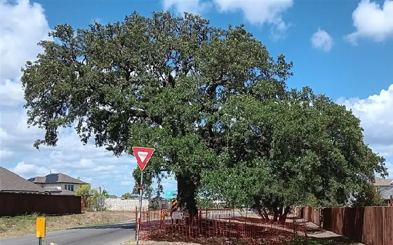 مليون دولار لنقل شجرة عمرها 400