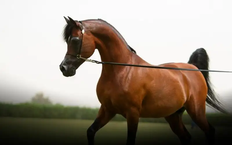 حظر الاستنساخ .. تعليمات حكومية جديدة