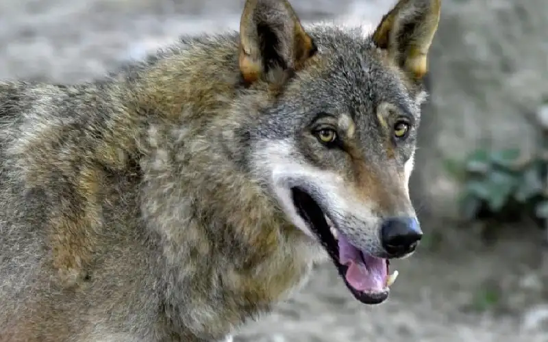 اكتشاف أول هجين مؤكد بين ذئب