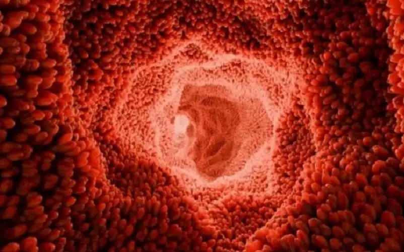 حمض أميني يعد بعلاج تلف الأمعاء