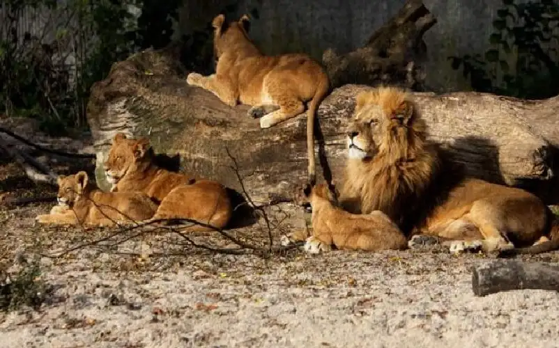 مصر.. تفاصيل إعدام 13 أسدا في