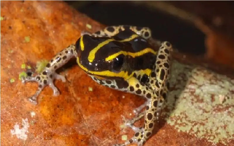 طوله 15 ميلمترا فقط.. اكتشاف نوع