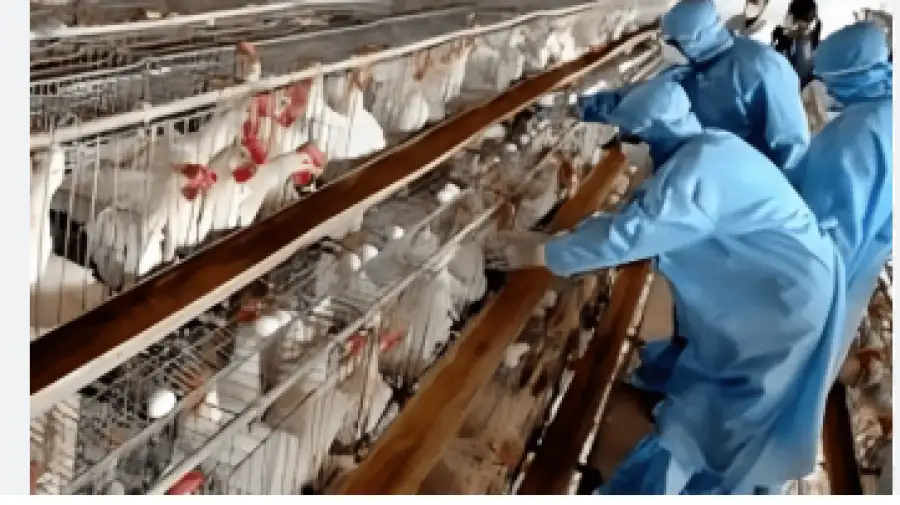 إيران تسجل حالة تفش لإنفلونزا الطيور