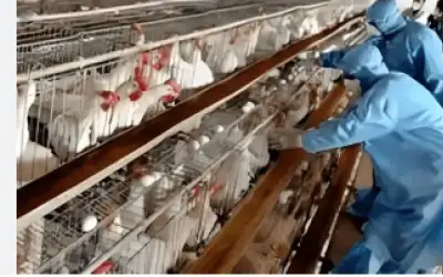 إيران تسجل حالة تفش لإنفلونزا الطيور