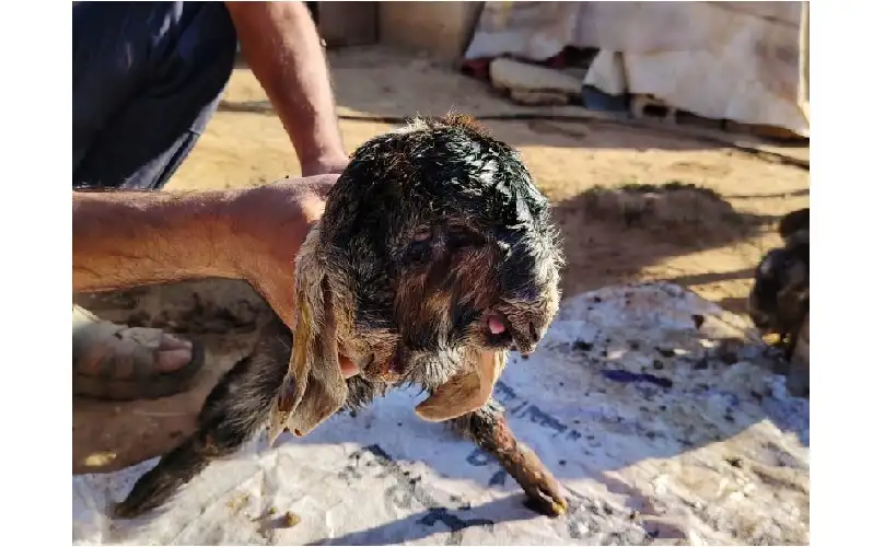 حدث نادر في مزرعة محلية بمليح