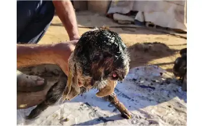 حدث نادر في مزرعة محلية بمليح