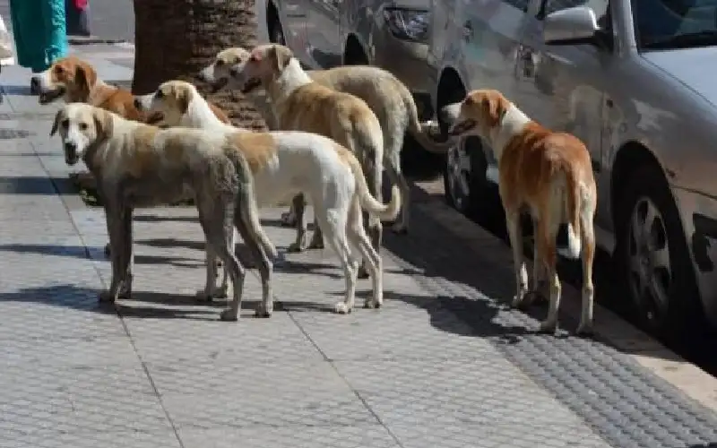 كيف تعاملت الحكومة مع وفاة مواطن