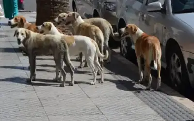 كيف تعاملت الحكومة مع وفاة مواطن
