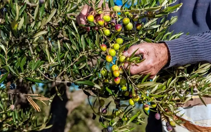 وزير الزراعة : سنفتح باب استيراد