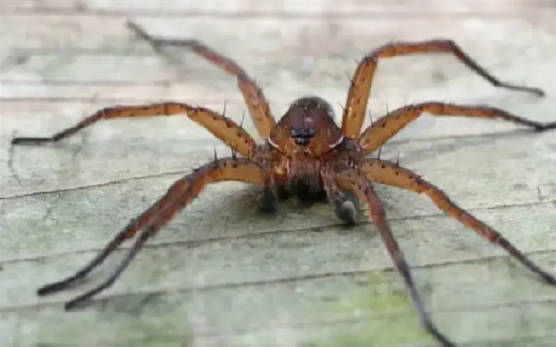 عودة العنكبوت آكل السمك تثير الرعب