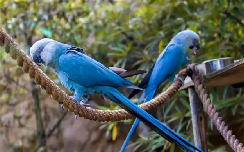 بعد 100 محاولة فاشلة وإعلان انقراضه..