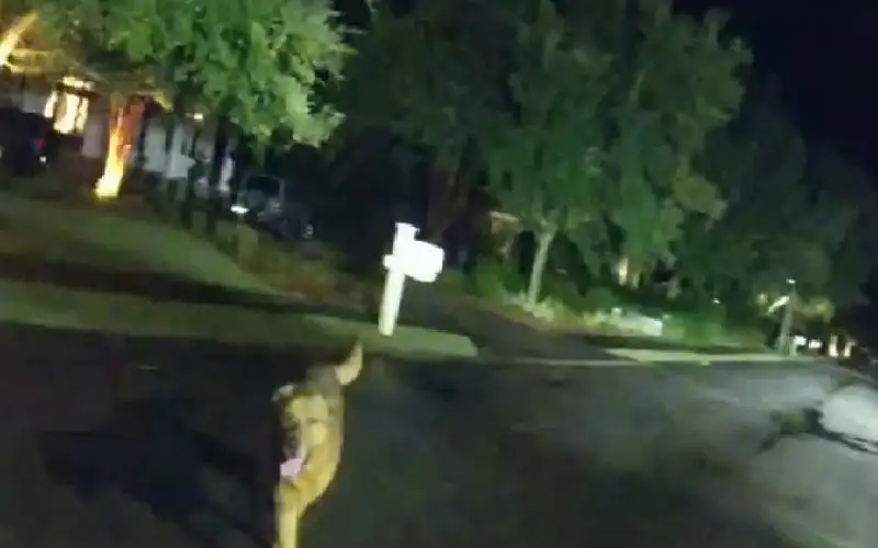 نزهة ليلية كادت تنتهي بمأساة.. كلب