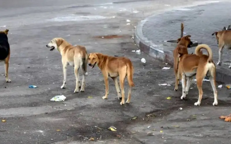 الحكومة: إنشاء 20 مأوى للحد من