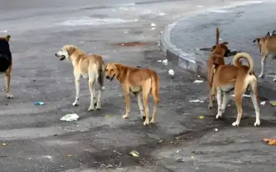 الحكومة: إنشاء 20 مأوى للحد من