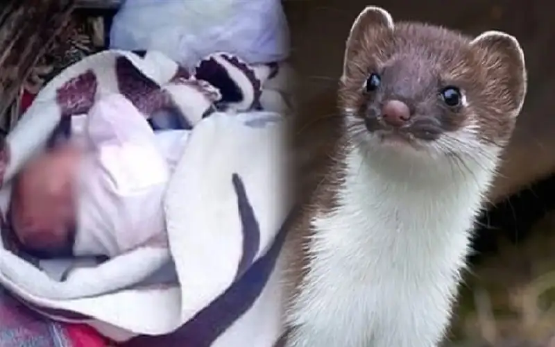 حادث مروع.. حيوان ينهش رضيعة مصرية