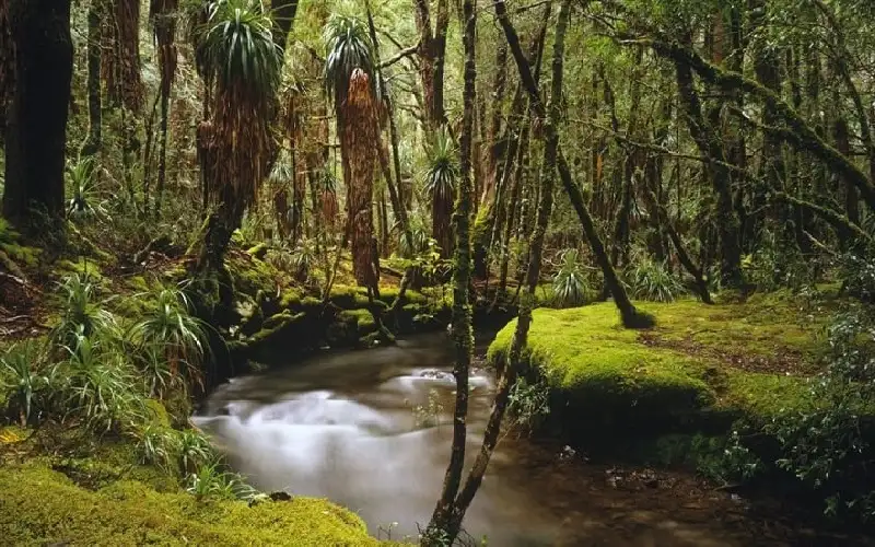 دراسة: غابات أستراليا تطلق الكربون بدل