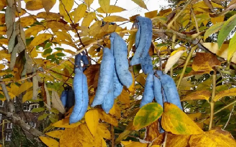 فاكهة أصابع الرجال الموتى.. هل تجرؤ