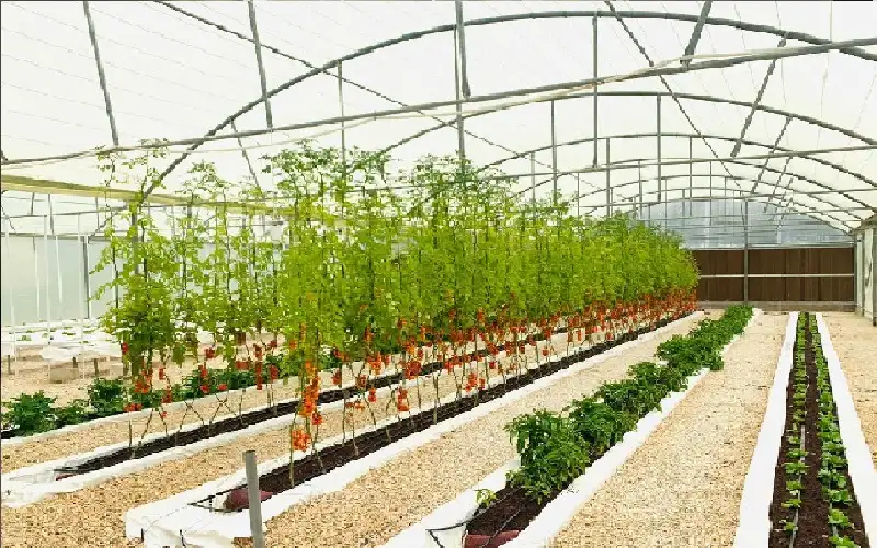 الفاو: مشروع المزرعة الذكية في الأردن