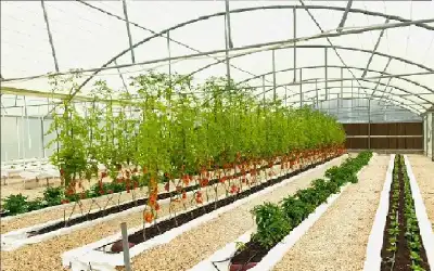 الفاو: مشروع المزرعة الذكية في الأردن