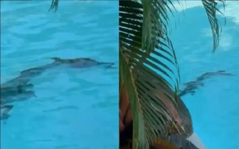 مسترخيا تحت أشعة الشمس.. تمساح في